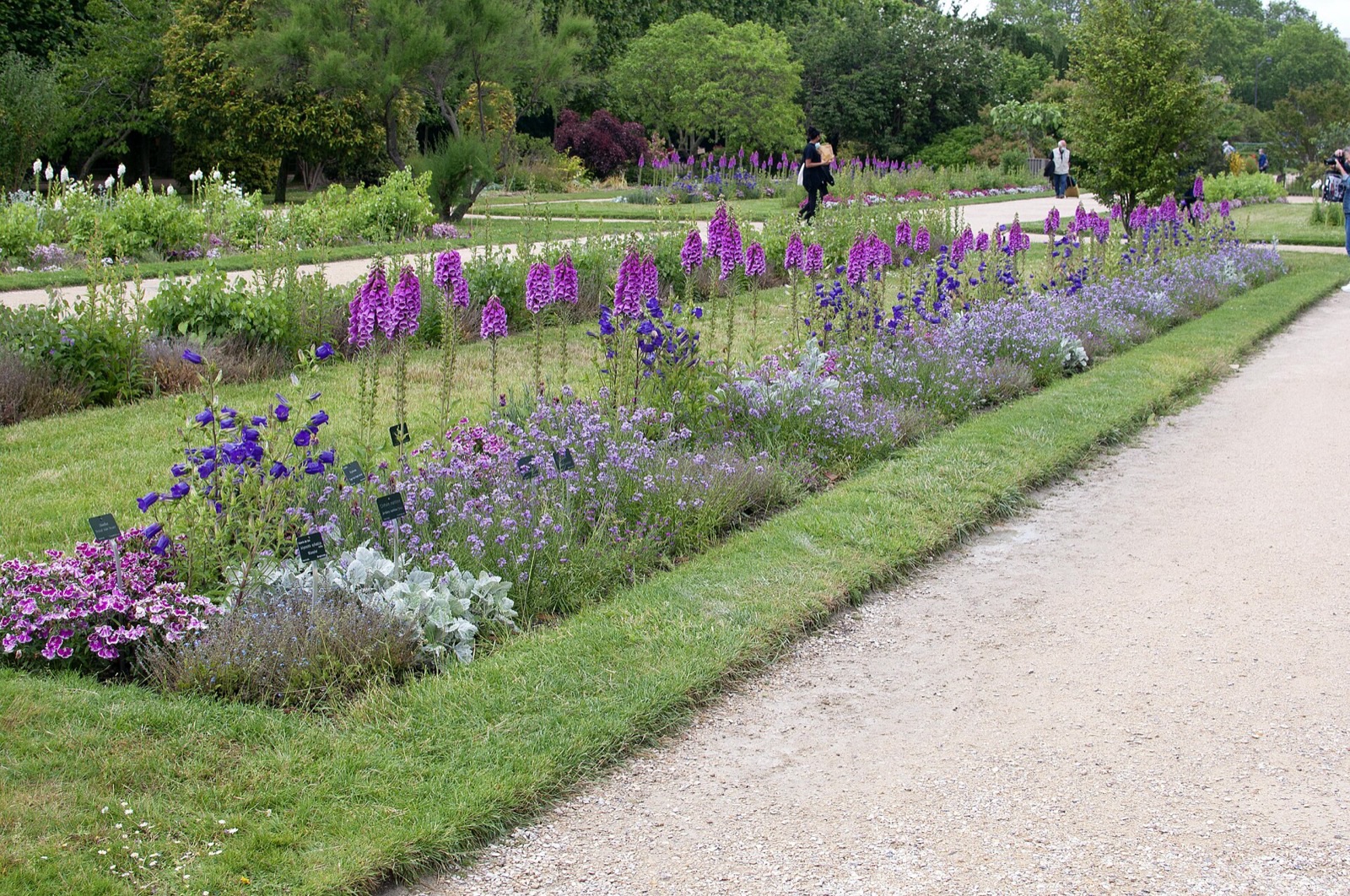 Quai parisien au printemps avec arbres en fleurs